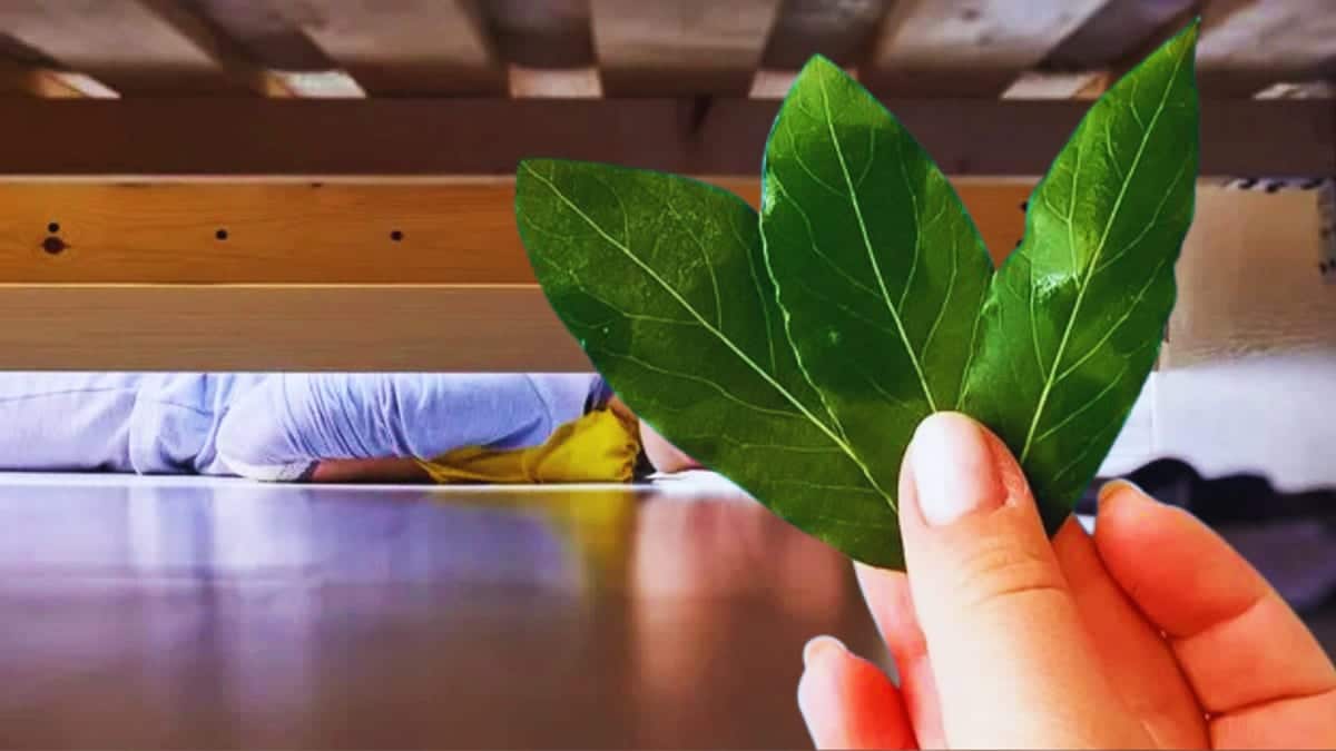 Main tenant des feuilles de laurier s&eacute;ch&eacute;es au-dessus d'un lit