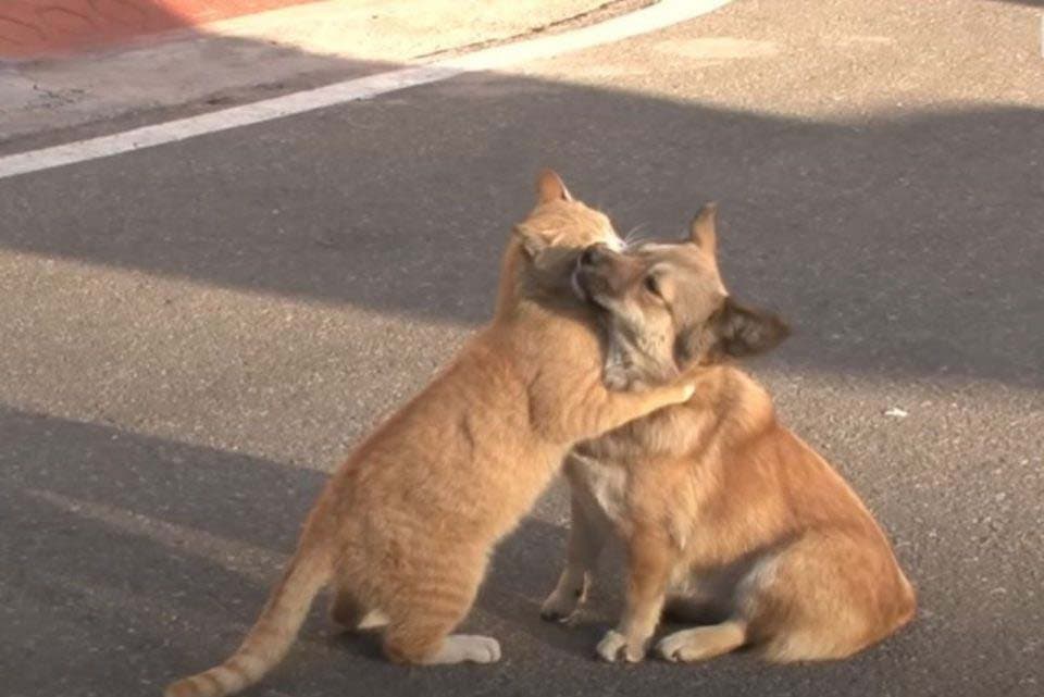 Le chat enlaçant le chien