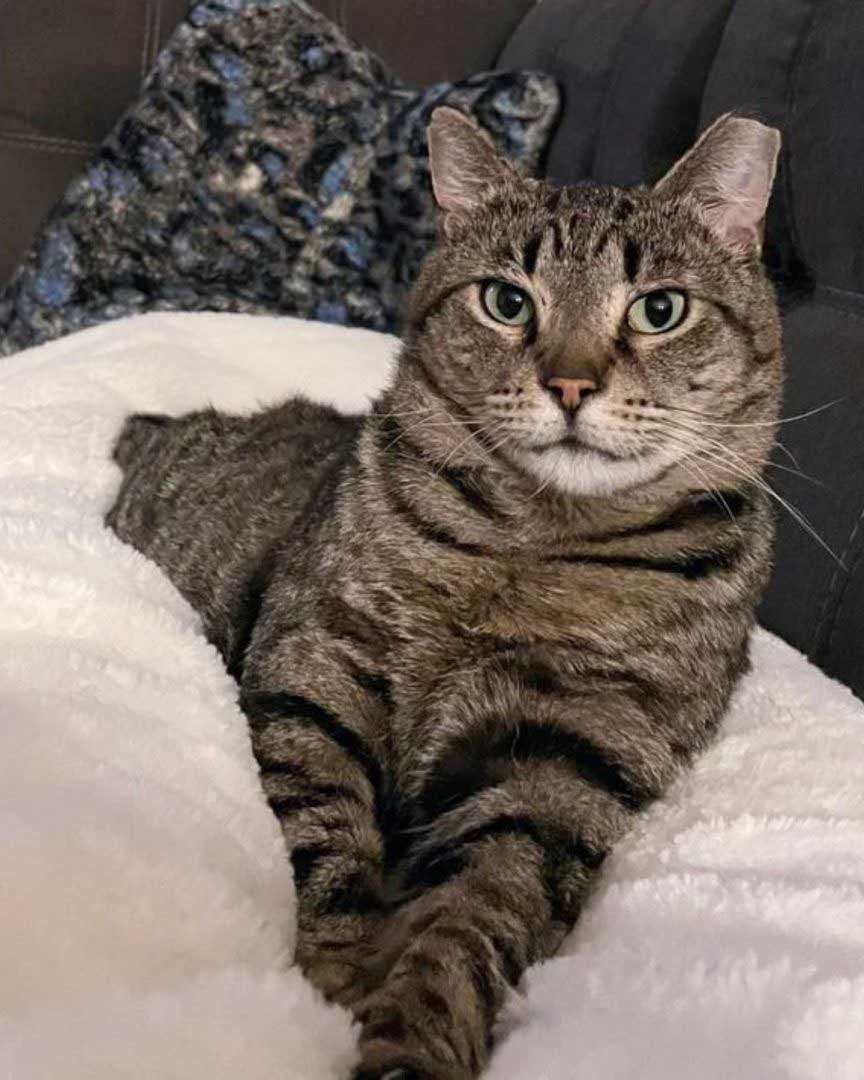 Le chat tigré errant