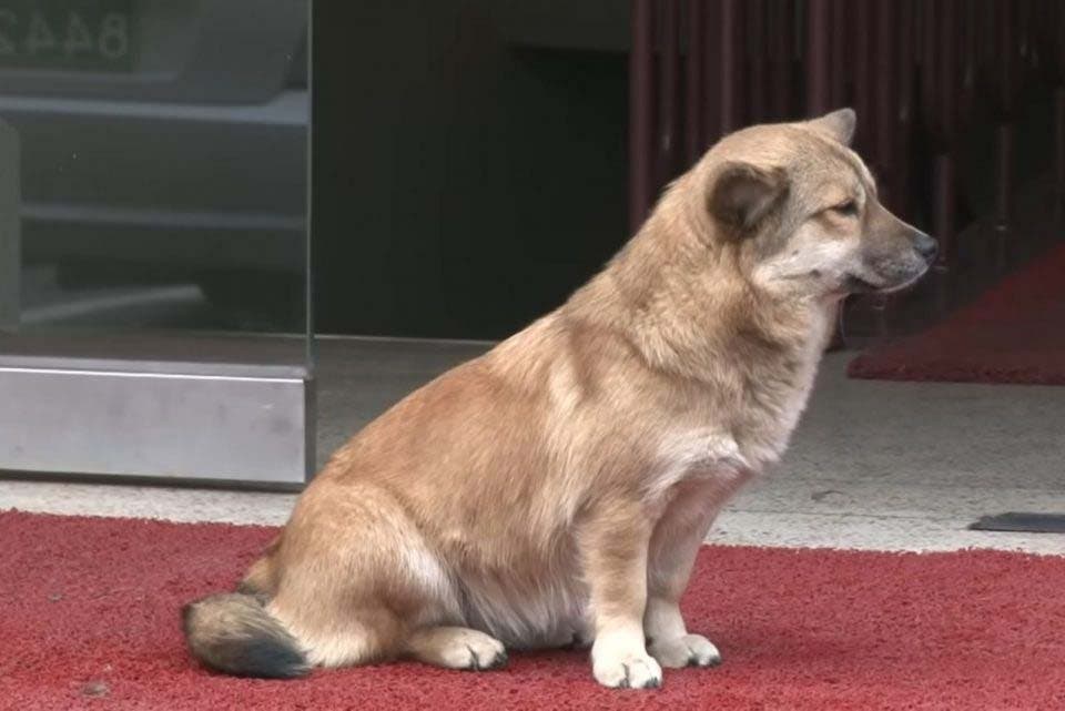 Le chien désespéré