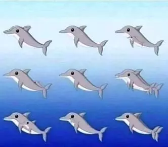 Le défi des dauphins cachés
