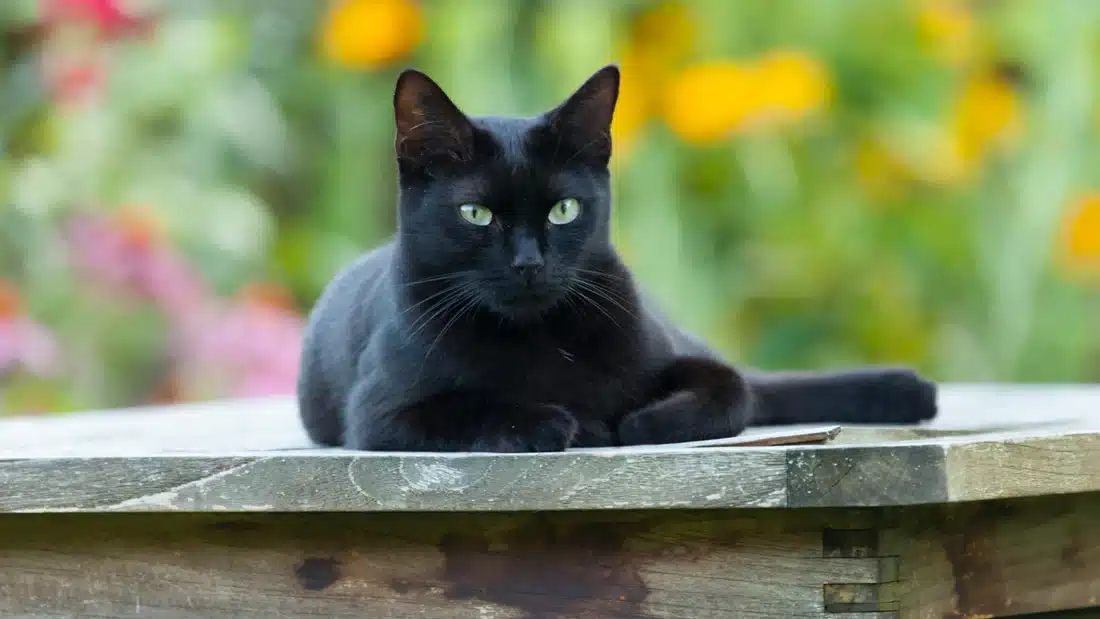 Chat noir aux yeux hypnotiques