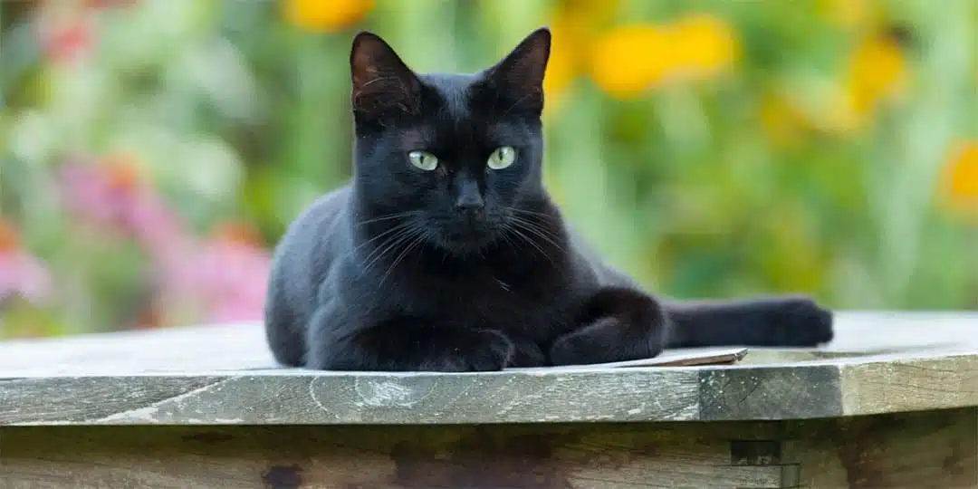 Chat noir ésotérique