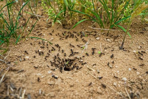 Fourmis noires travaillant en colonie