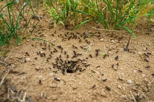 Fourmis noires travaillant en colonie