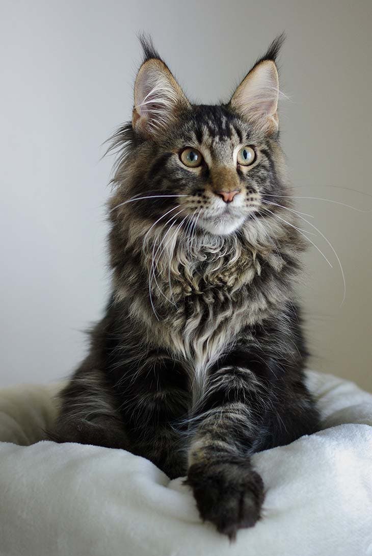 Chat maine coon