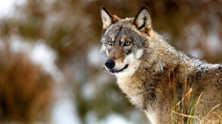 Loup en position de recueillement