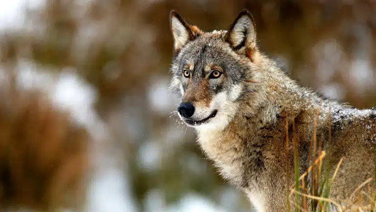 Loup en position de recueillement
