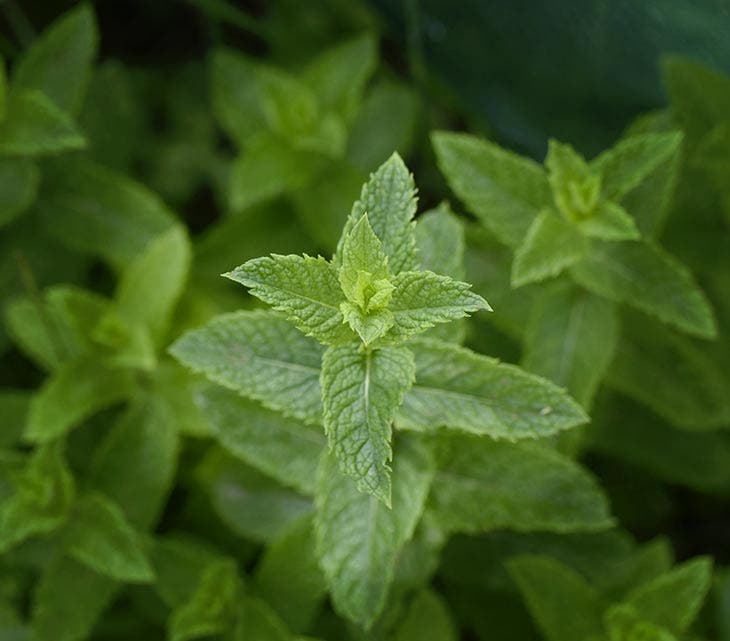 Menthe. source : spm