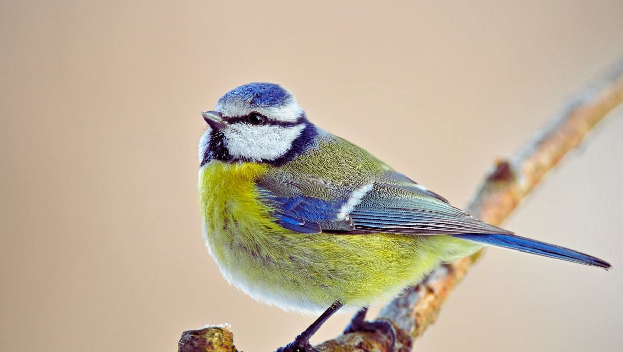 M&eacute;sange se nourrissant &agrave; une mangeoire en hiver