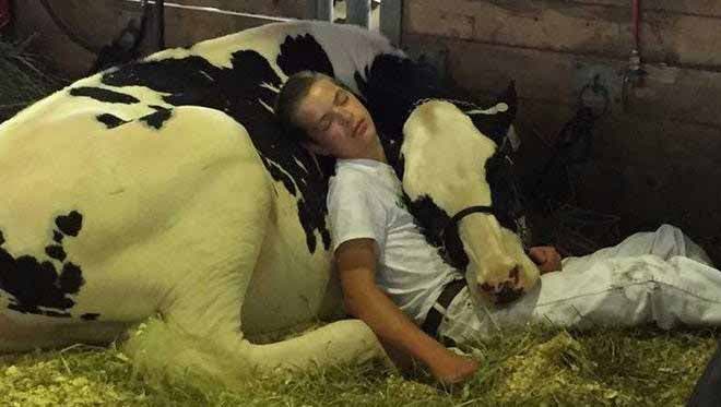 Mitchell Miner, endormi sur Audri, sa génisse