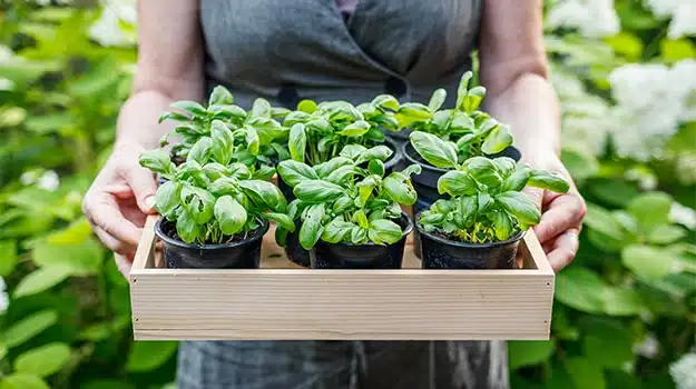Jeune pousse de basilic cultivée