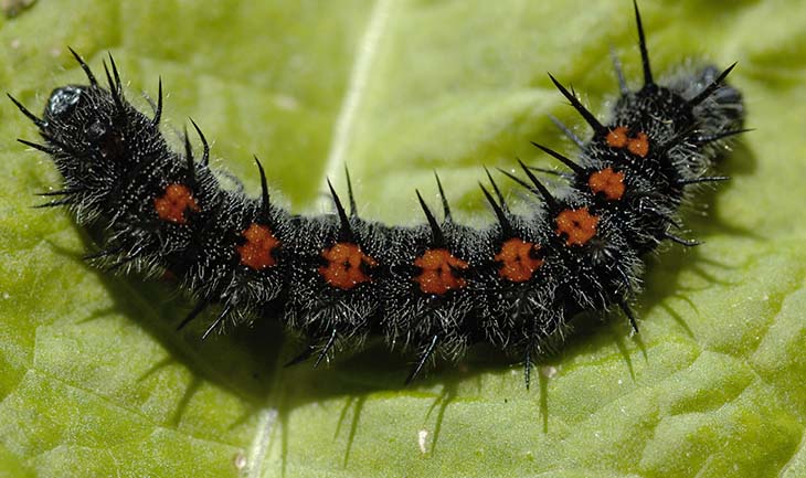 Papillons de Deuil un signe du renouveau