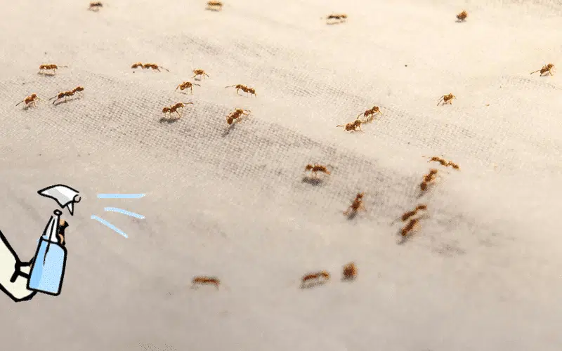 Produits naturels anti-fourmis