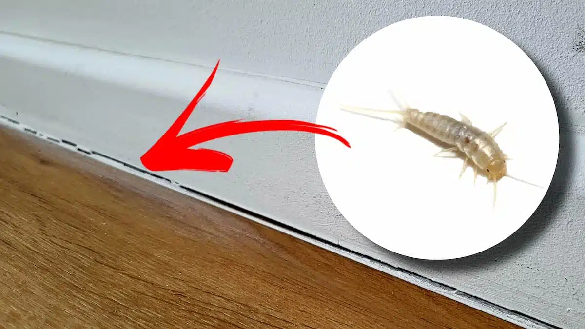 Infestation de poissons d'argent