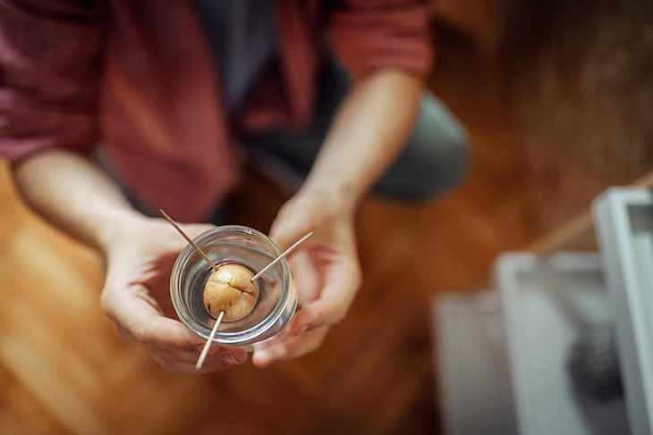 Planter un avocat à la maison