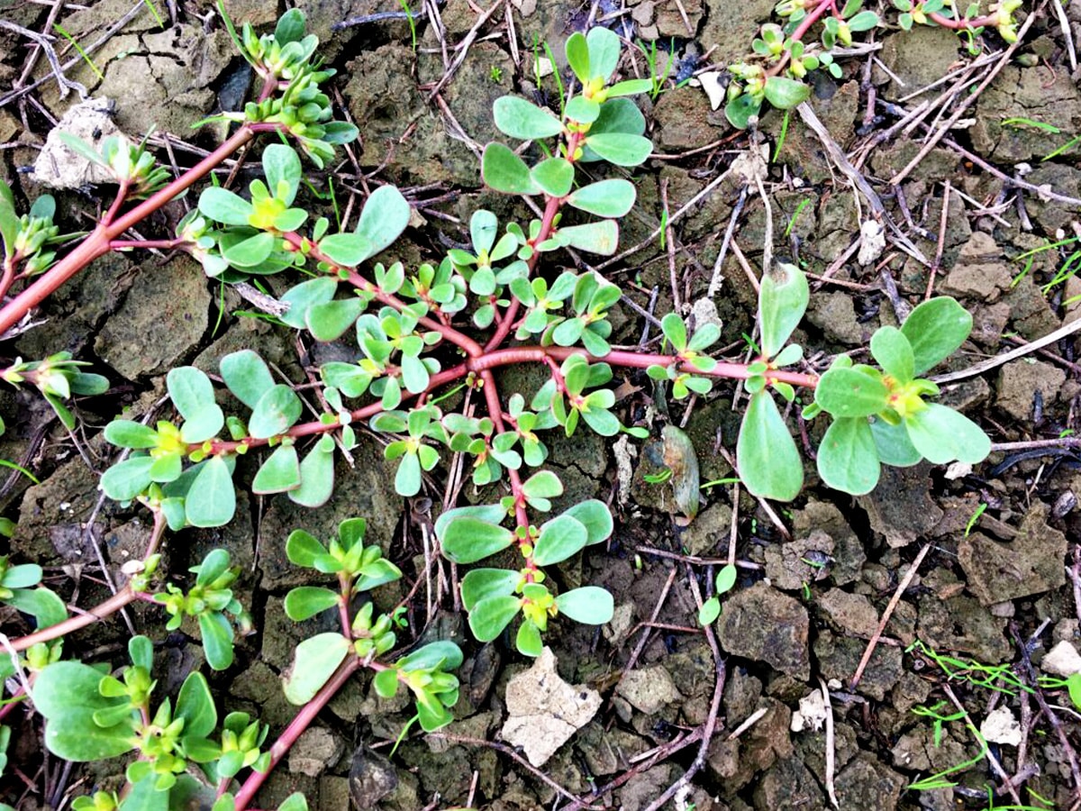 Pourpier frais prêt à être cuisiné