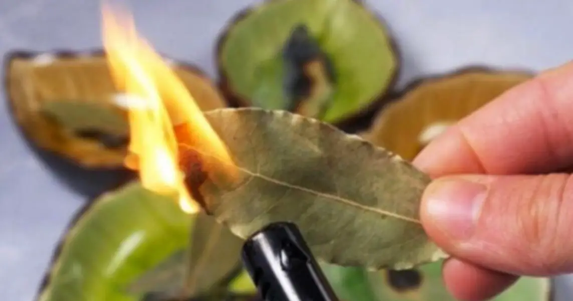 Femme brûlant des feuilles de laurier