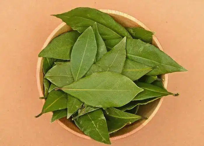 Feuilles de laurier séchées