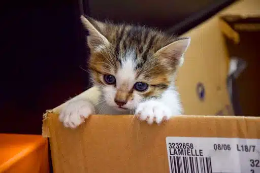 Chaton abandonné dans un carton