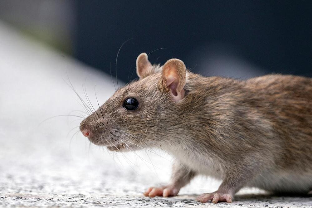 Souris dans une maison