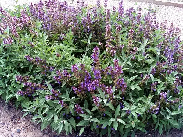 Plantes répulsives contre les tiques