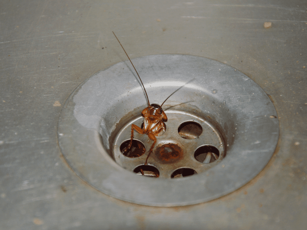 Signes d'infestation de cafards