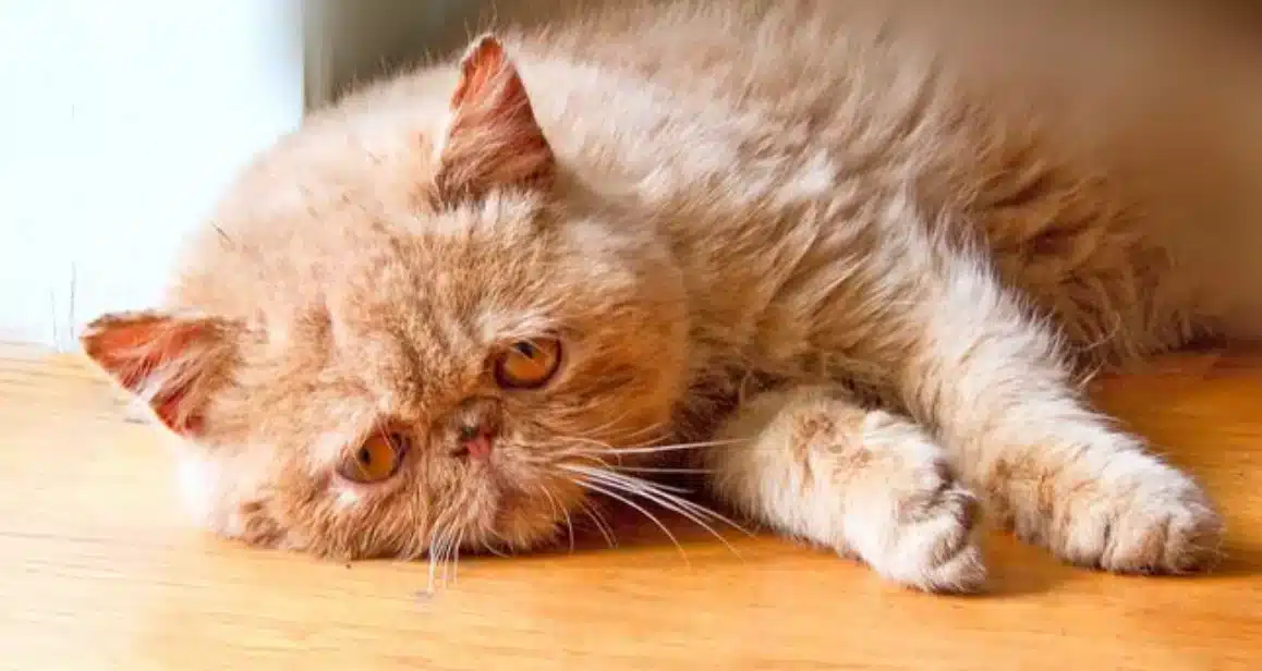 Chat se cachant sous un meuble