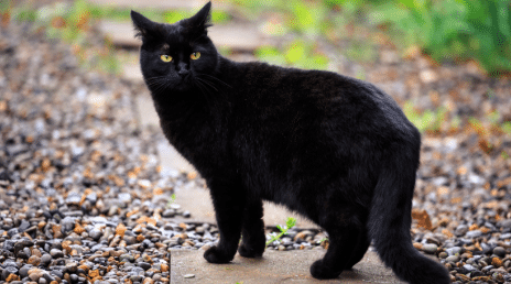 Chat noir entrant dans une maison