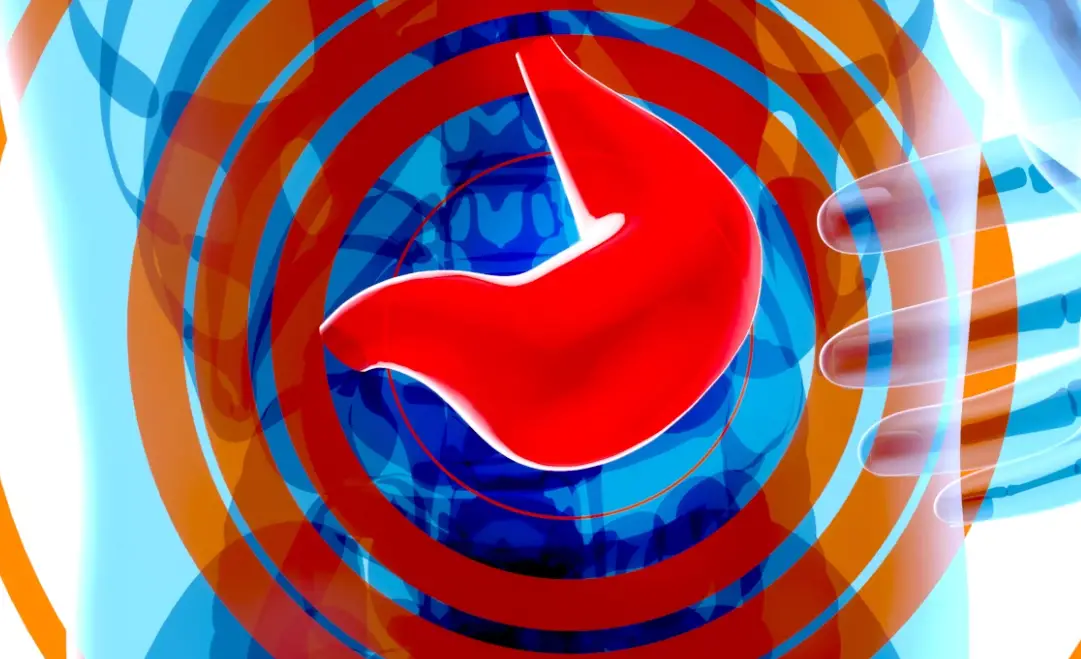 Représentation schématique du foie et du système digestif