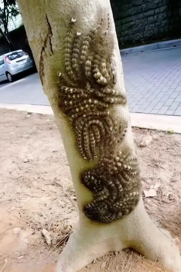 Détail d'un tronc d'arbre montrant un camouflage dangereux