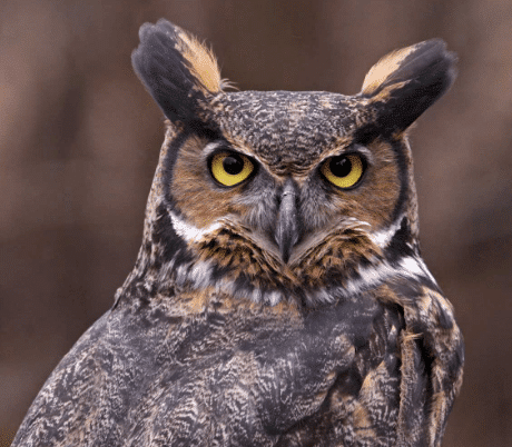Hibou perché la nuit