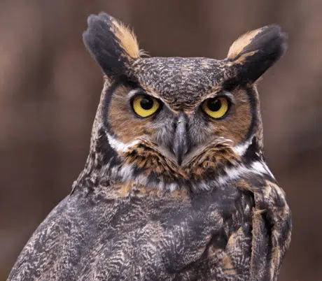 Hibou perché la nuit