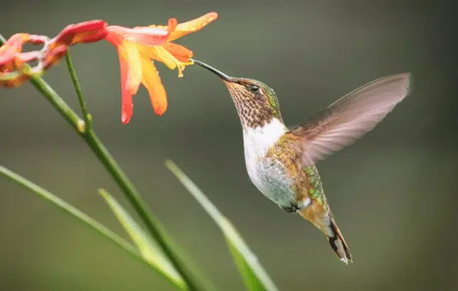 Colibri en vol