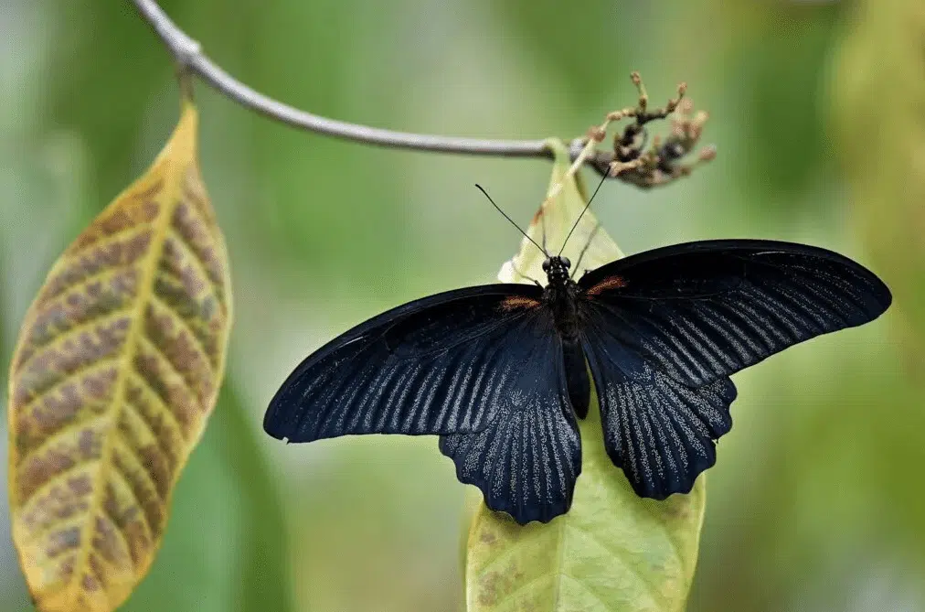 Papillon noir posé sur une surface sombre