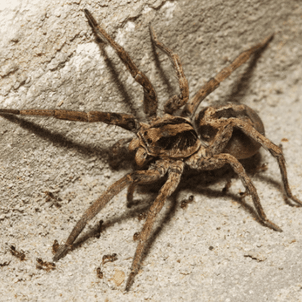 Araignée sur sa toile