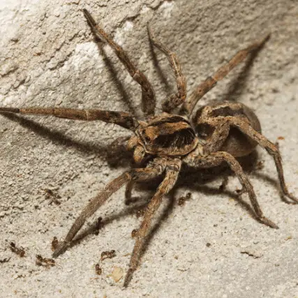 Araignée sur sa toile