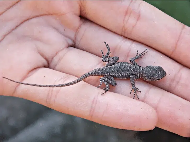 Lézard sur une pierre