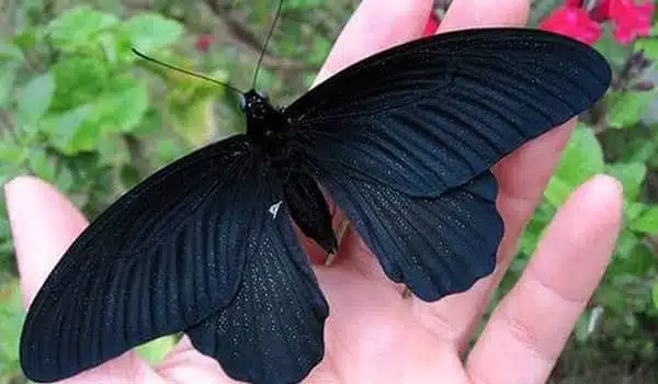 Papillon noir se posant sur une main