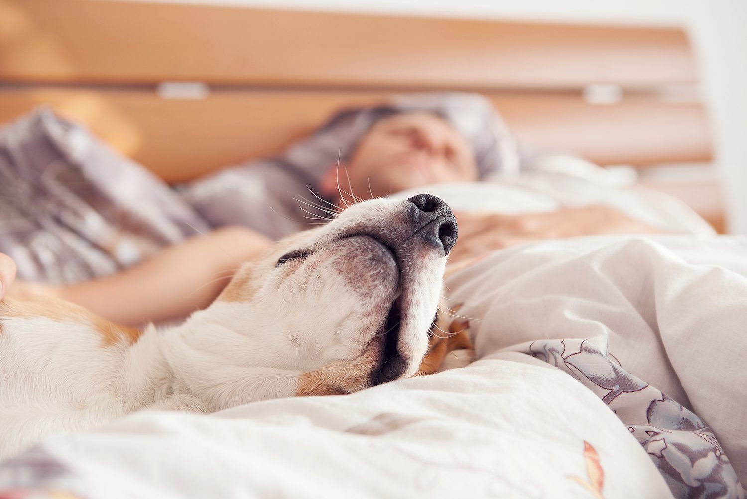 Personne dormant profond&eacute;ment avec un chien et un chat sur le lit