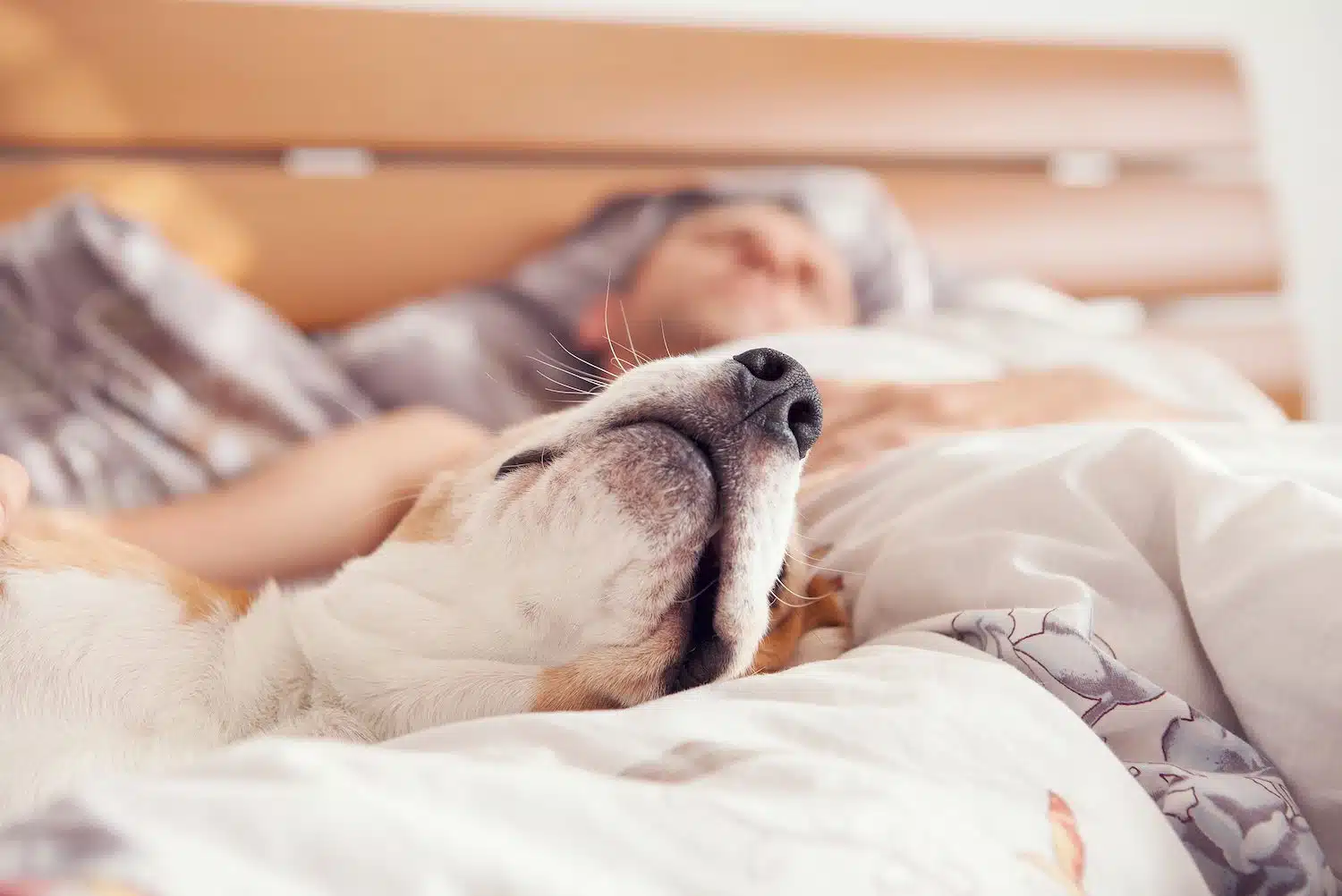 Personne dormant profondément avec un chien et un chat sur le lit
