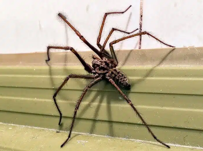 Araignée sur fond naturel