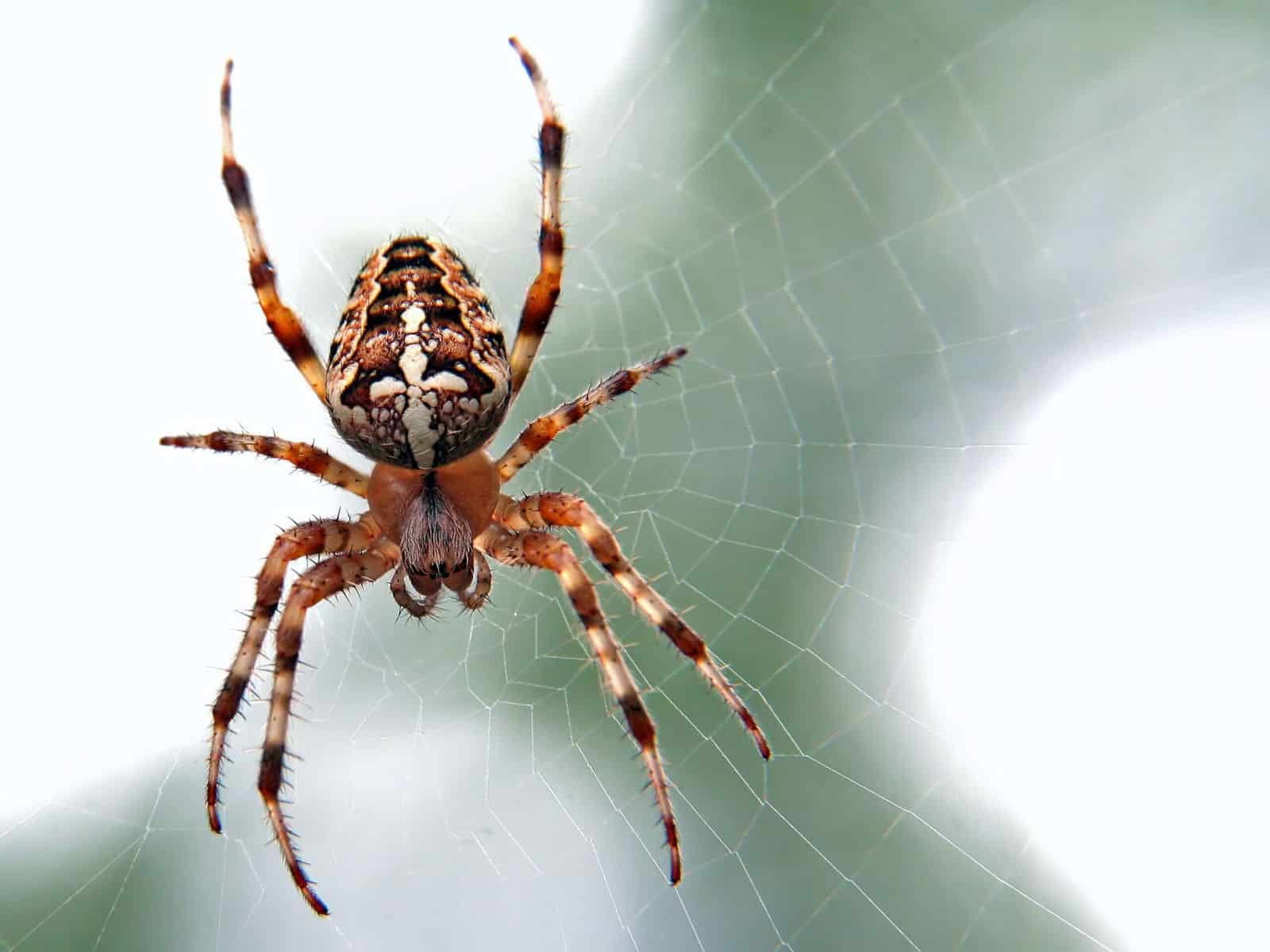 Araignée suspendue à sa toile