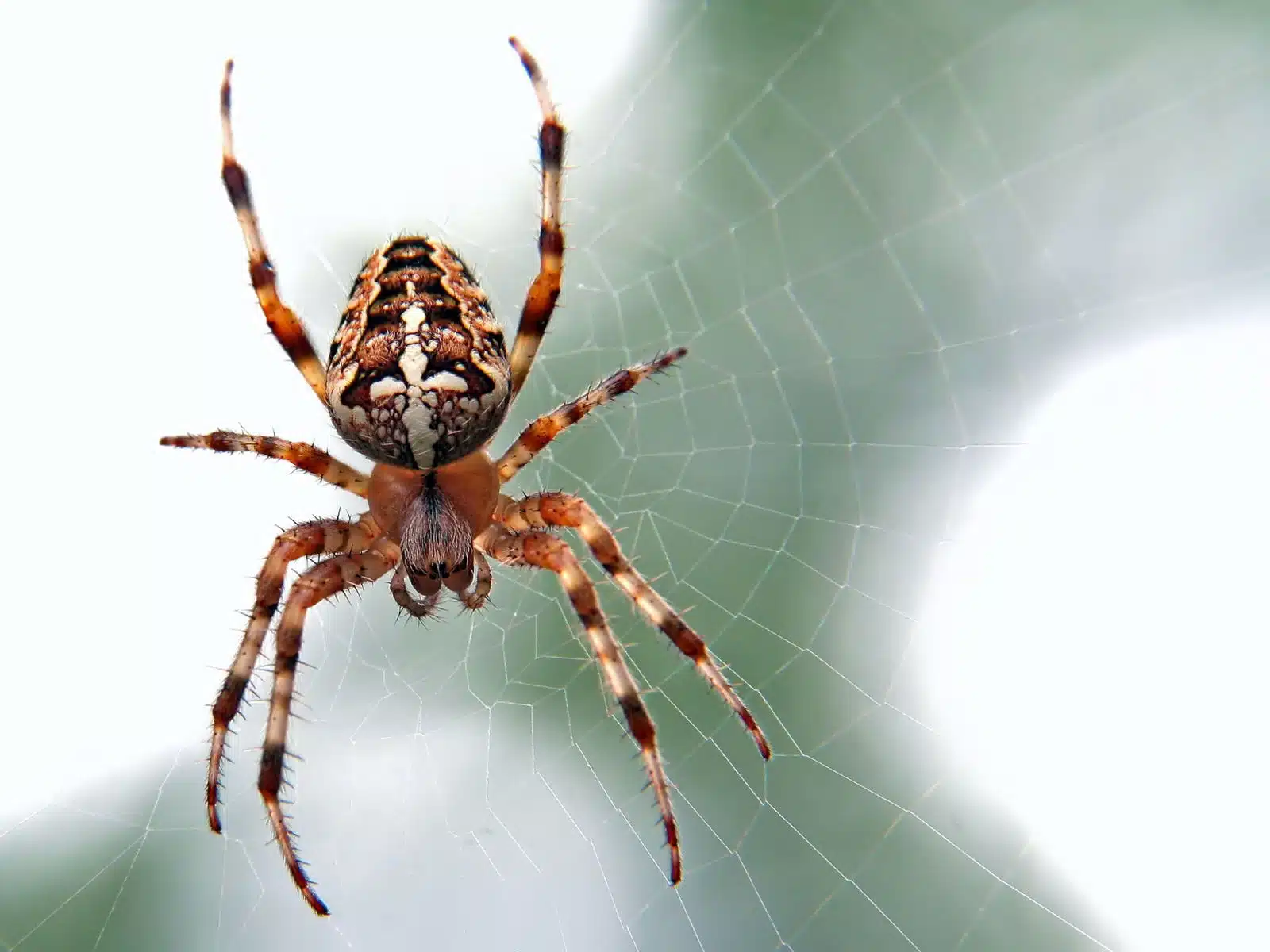 Araignée suspendue à sa toile