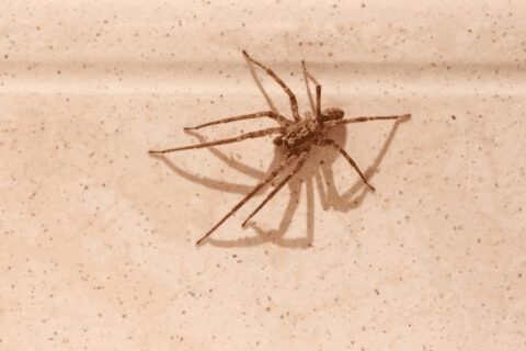 Toile d'araignée géométrique