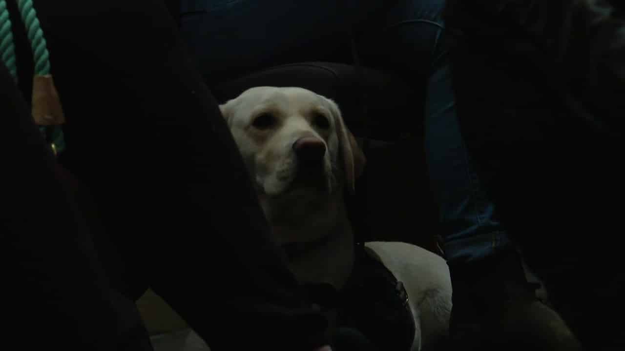 Chien aboyant la nuit