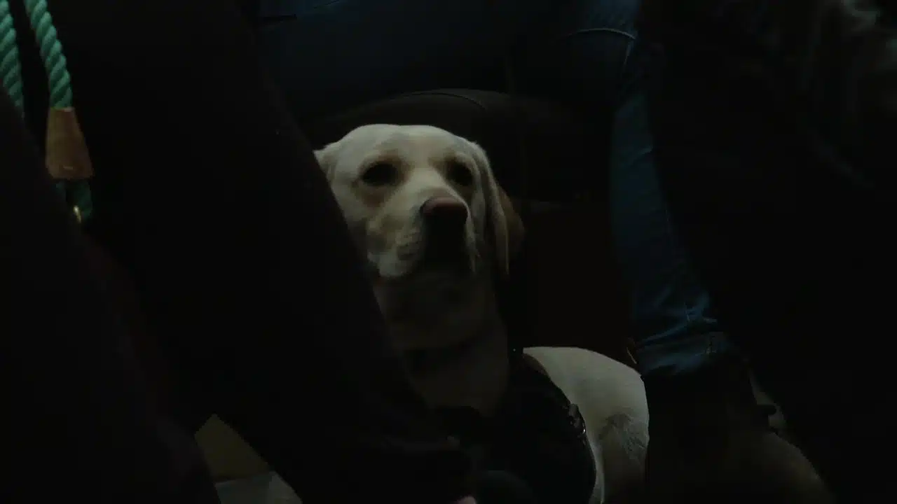Chien aboyant la nuit
