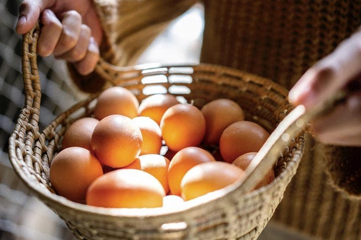 Stockage d’œufs dans un panier à température ambiante – source : spm