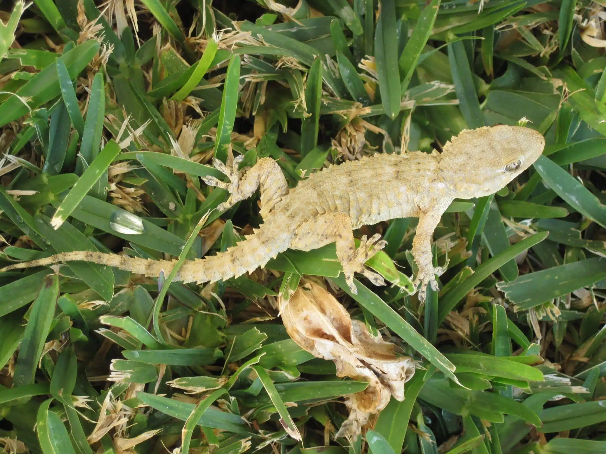 Gecko sur un mur en pierre