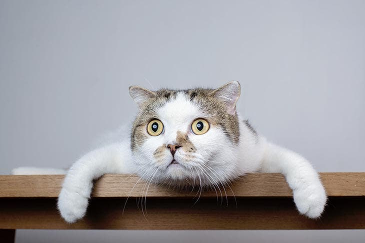 Tête de chat écossais